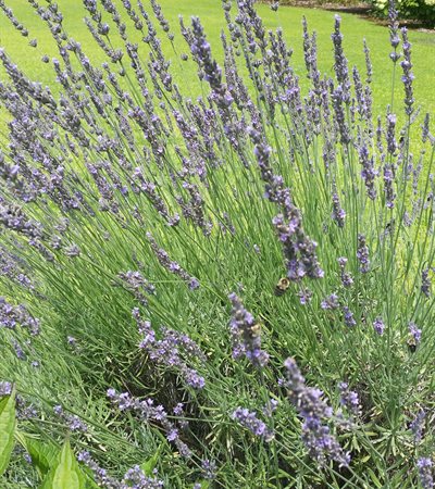 Lavender Phenomenal